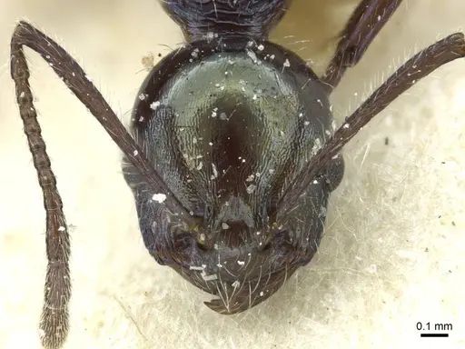 Temnothorax gundlachi specimen