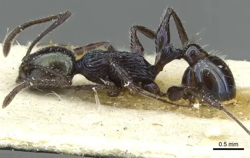 Temnothorax gundlachi specimen