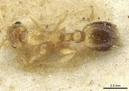 Temnothorax hadrumetensis specimen
