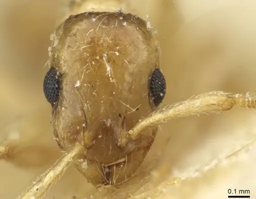 Temnothorax hadrumetensis specimen
