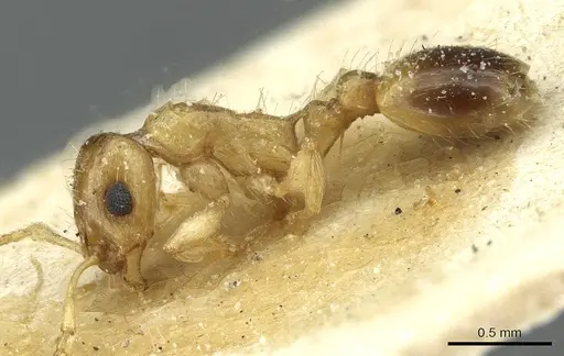 Temnothorax hadrumetensis specimen