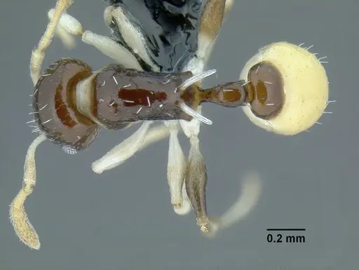 Temnothorax harlequina specimen