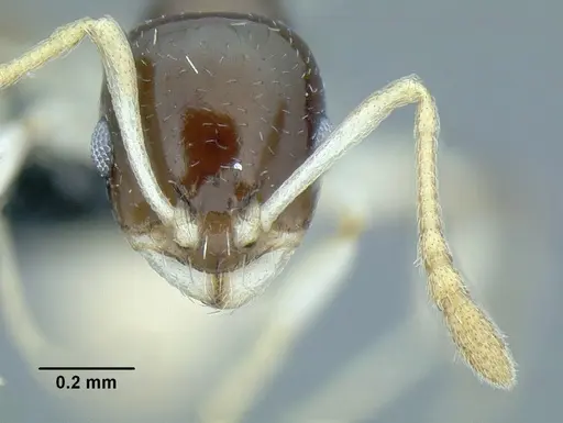 Temnothorax harlequina specimen