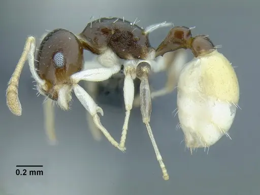 Temnothorax harlequina specimen