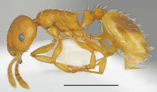 Temnothorax helenae specimen
