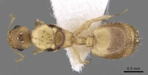 Temnothorax helenae - CASENT0906015