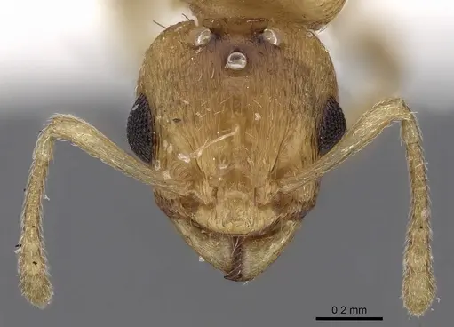 Temnothorax helenae - CASENT0906015