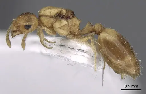 Temnothorax helenae - CASENT0906015