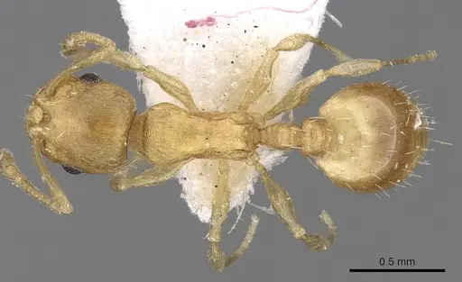 Temnothorax helenae - CASENT0906016