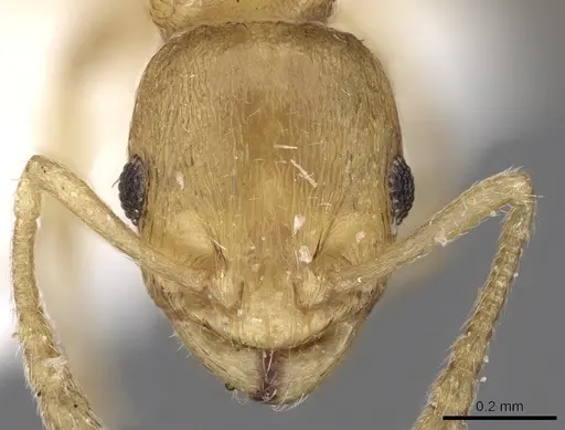 Temnothorax helenae - CASENT0906016