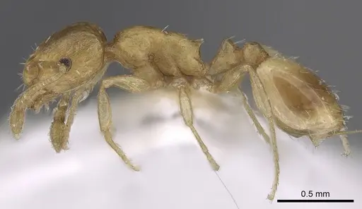 Temnothorax helenae - CASENT0906016