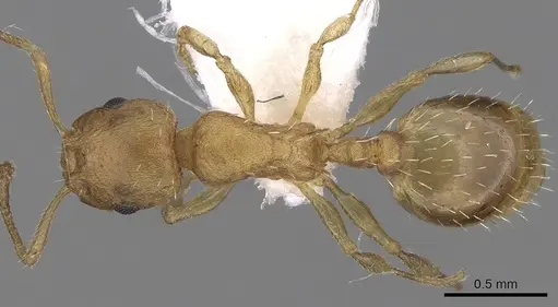 Temnothorax helenae - CASENT0906017