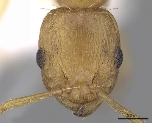 Temnothorax helenae - CASENT0906017