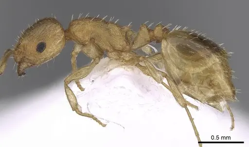 Temnothorax helenae - CASENT0906017