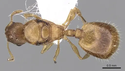 Temnothorax helenae - CASENT0906018