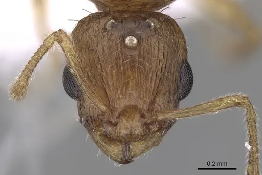 Temnothorax helenae - CASENT0906018