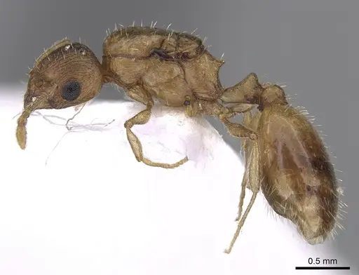 Temnothorax helenae - CASENT0906018