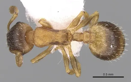 Temnothorax helenae - CASENT0906021