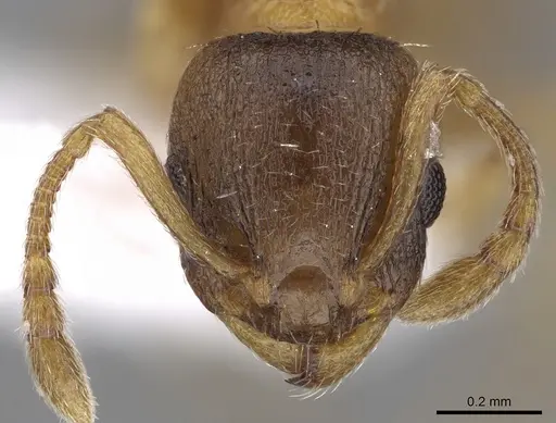 Temnothorax helenae - CASENT0906021