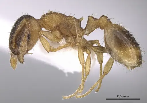 Temnothorax helenae - CASENT0906021