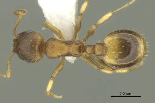 Temnothorax helenae - CASENT0906680