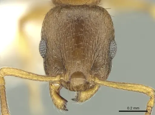 Temnothorax helenae - CASENT0906680