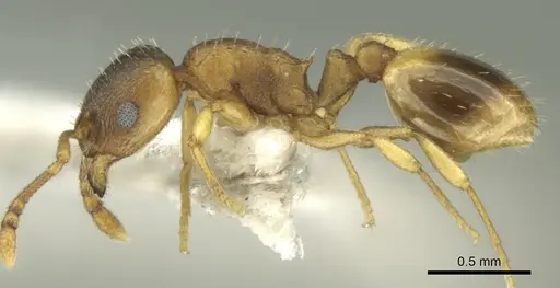 Temnothorax helenae - CASENT0906680