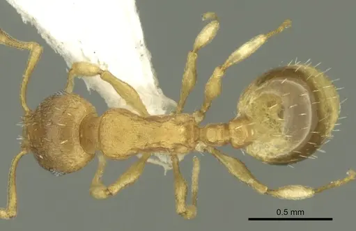 Temnothorax helenae - CASENT0906681