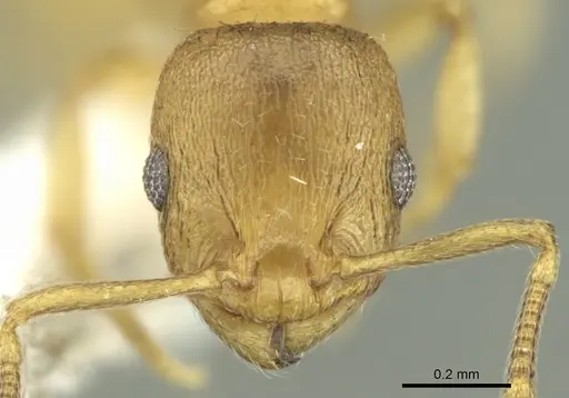 Temnothorax helenae - CASENT0906681