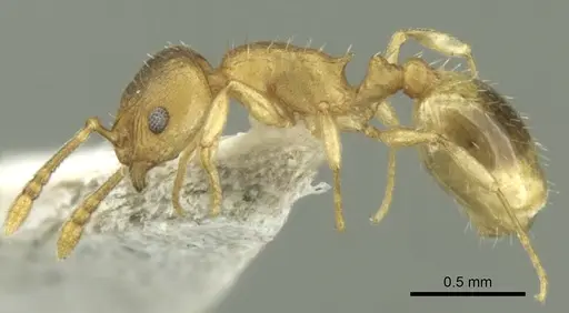 Temnothorax helenae - CASENT0906681