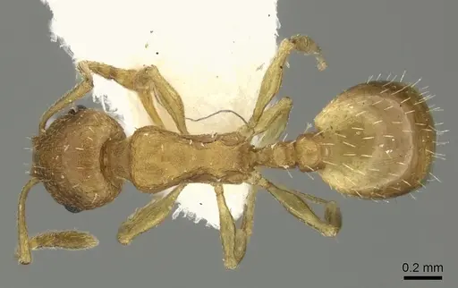 Temnothorax helenae - CASENT0906695