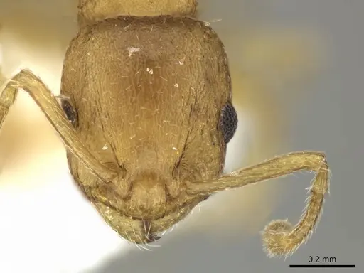 Temnothorax helenae - CASENT0906695