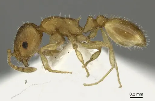 Temnothorax helenae - CASENT0906695