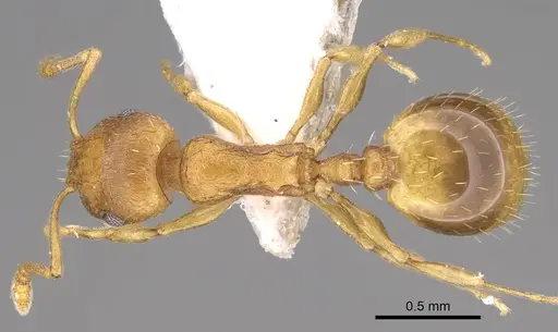 Temnothorax helenae - CASENT0914697