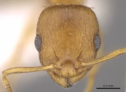 Temnothorax helenae - CASENT0914697