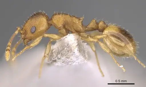 Temnothorax helenae - CASENT0914697