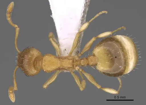 Temnothorax helenae - CASENT0914698