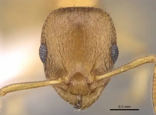 Temnothorax helenae - CASENT0914698