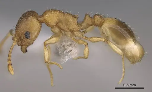 Temnothorax helenae - CASENT0914698