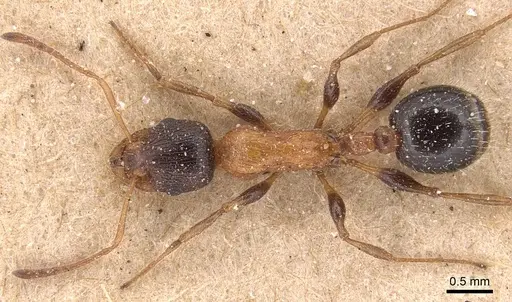 Temnothorax hesperius specimen