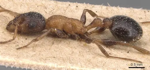 Temnothorax hesperius specimen