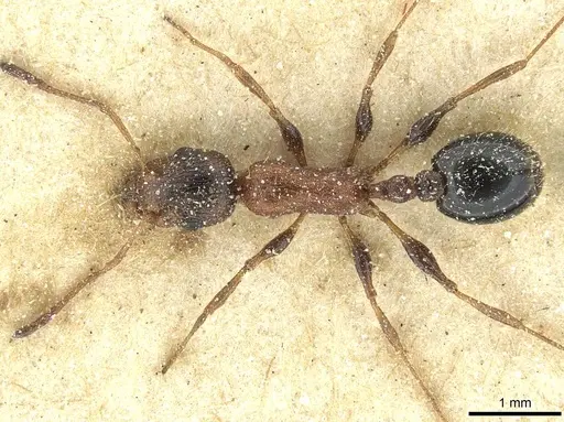 Temnothorax hesperius - CASENT0912947