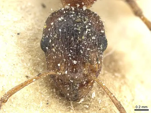 Temnothorax hesperius - CASENT0912947