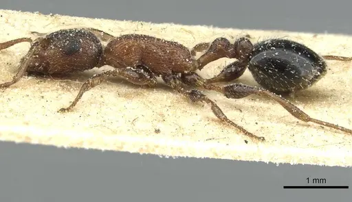 Temnothorax hesperius - CASENT0912947