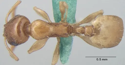 Temnothorax himachalensis specimen