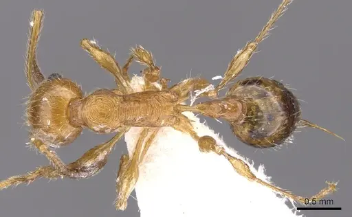 Temnothorax hispaniolae specimen