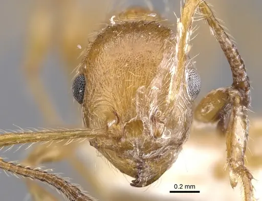 Temnothorax hispaniolae specimen