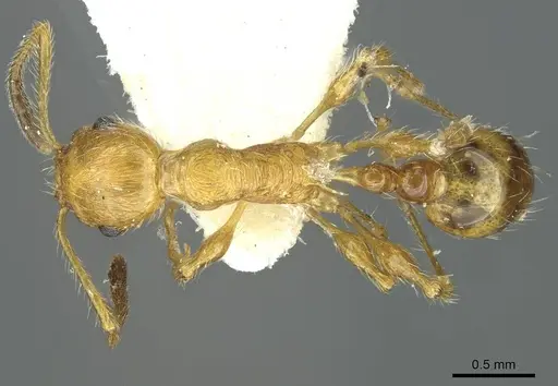 Temnothorax hispaniolae - CASENT0912948