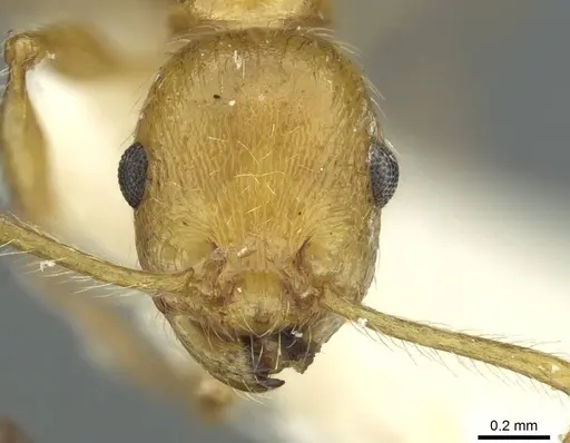 Temnothorax hispaniolae - CASENT0912948