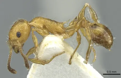 Temnothorax hispaniolae - CASENT0912948